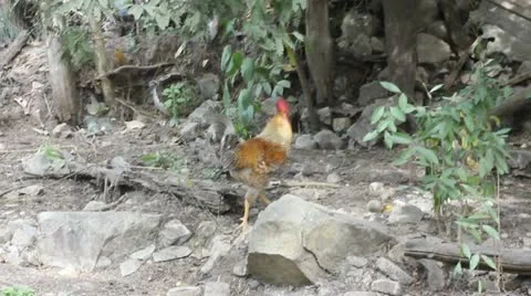 Chickens Stock Footage 11629635