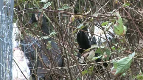 Chickens Stock Footage 20438470