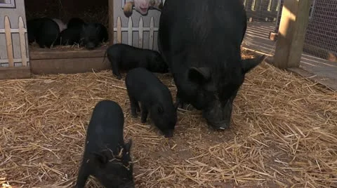 Chickens Stockbeeldmateriaal 20495886