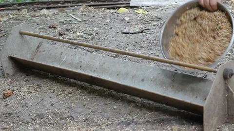 Chickens Stock Footage 27302448