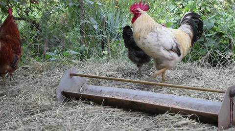 Chickens Stock Footage 27351237