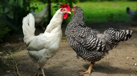 Chickens 動画素材 31549159