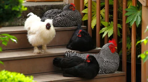 Chickens Vídeos de archivo 31905115
