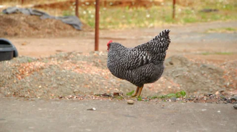 Chickens Stock Footage 31905146