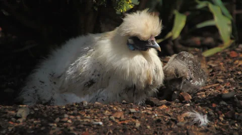Chickens Stock Footage 31905226