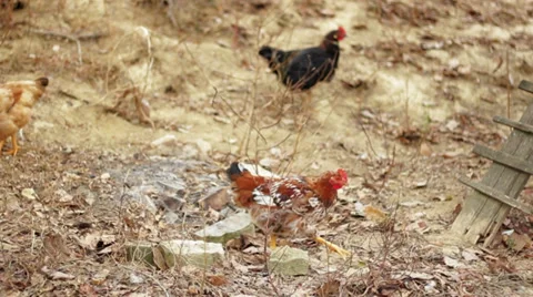 Chickens Stock Footage 34508841