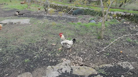 Chickens Stock Footage 37416078