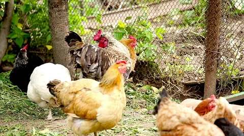 Chickens. Stock Footage 52197971