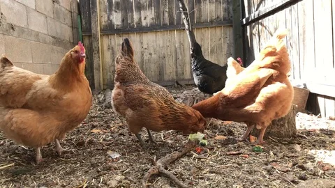 Chickens 動画素材 85400541