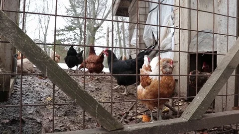 Chickens Video stock 87488857