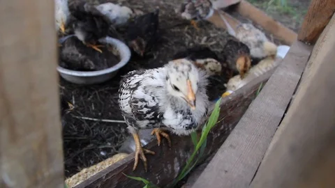 Chickens Stock Footage 100322932