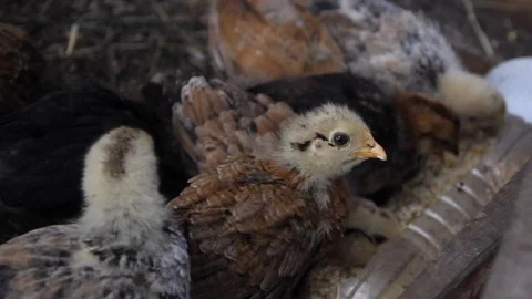Chickens Stock Footage 100322988