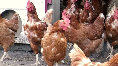 Chickens Stock Footage 108554147
