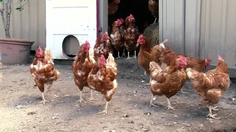 Chickens Stock Footage 108554159