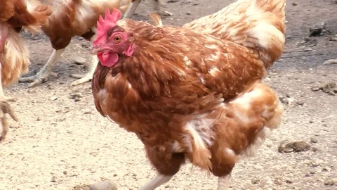 Chickens Stock Footage 108554161