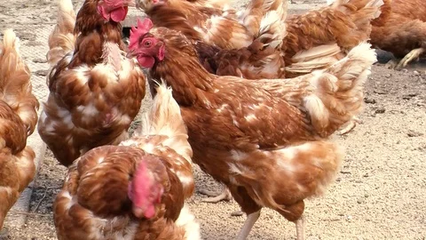 Chickens Stock Footage 108554187