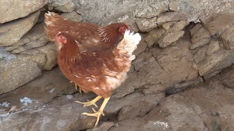Chickens Stock Footage 109424789