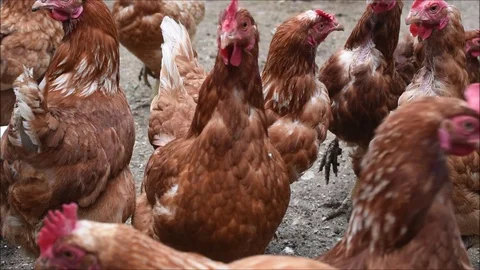 Chickens Stock Footage 116944312