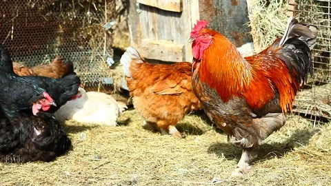 Chickens Stock Footage 127244947