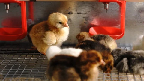 Chickens Видео 128713002