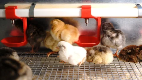 Chickens Видео 128713012