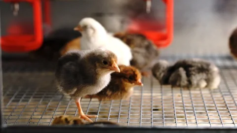 Chickens Видео 128713018