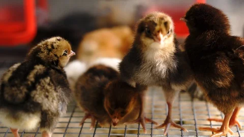 Chickens Видео 128713043