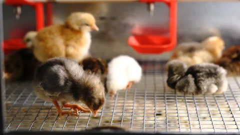 Chickens Видео 128713061