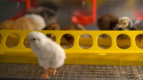 Chickens Видео 128713076
