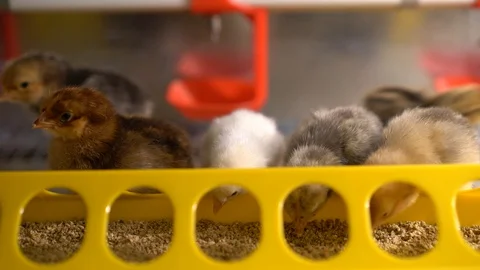 Chickens Видео 128713108