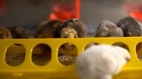 Chickens Видео 128713122