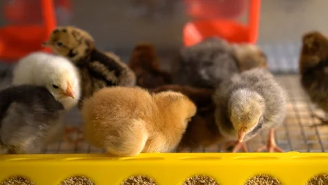 Chickens Видео 128713165