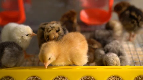 Chickens Видео 128713171