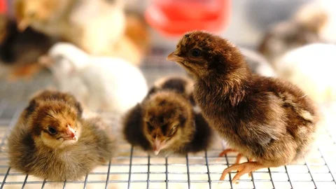 Chickens Видео 128713178