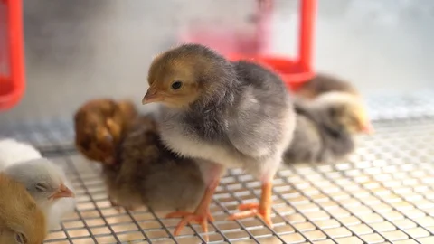 Chickens Видео 128713182