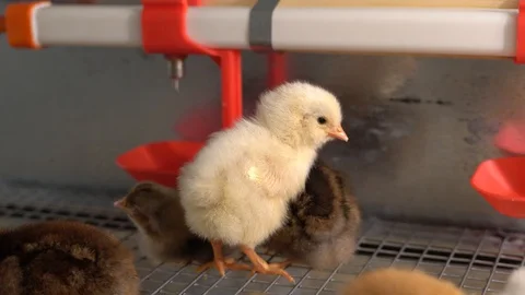 Chickens Видео 128713195