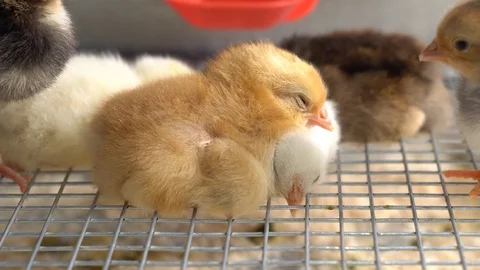 Chickens Видео 128713199