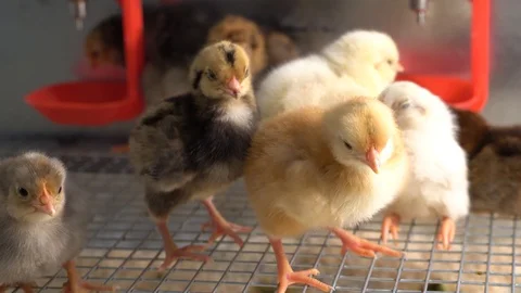 Chickens Видео 128713234