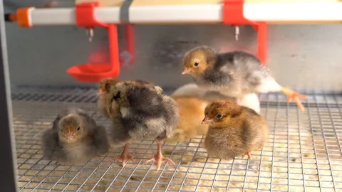 Chickens Stock Footage