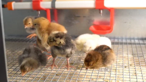 Chickens Видео 128713260