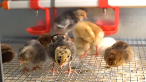 Chickens Видео 128713292