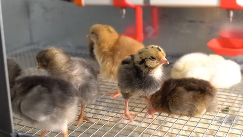 Chickens Видео 128713330