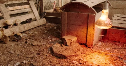 Chickens Video stock 132314940