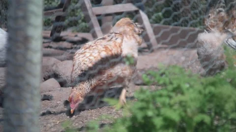 Chickens! Stock Footage 132767025