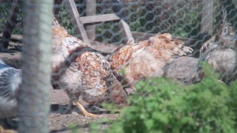 Chickens! Stock Footage 132767767