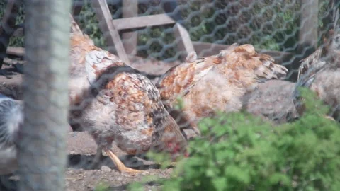 Chickens! Stock Footage 132768380