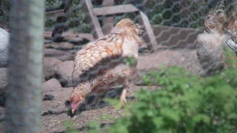 Chickens! Stock Footage 132769448