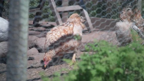 Chickens! Stock Footage 132769818