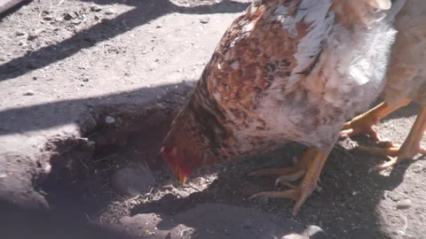 Chickens! Stock Footage 132770345