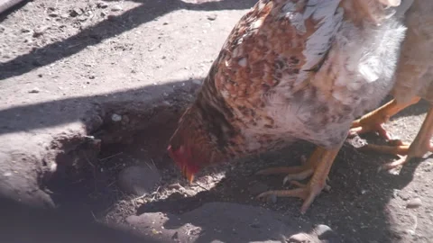 Chickens! Stock Footage 132771764